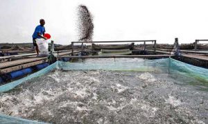ساخت استخر پرورش ماهی گرمابی