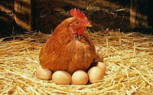 پرورش مرغ تخم گذار
