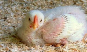 اثرگذاری متقابل پروبایوتیک و آنزیم در تغذیه مرغ