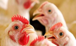 استرس گرمایی در مرغ ها