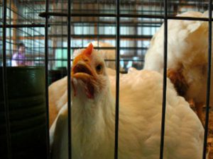 استرس گرمایی در مرغ ها