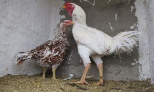 انواع نژاد مرغ گوشتی و تخم گذار ایرانی