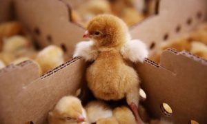 تأثیر ایمنی مادرزادی در مرغ گوشتی
