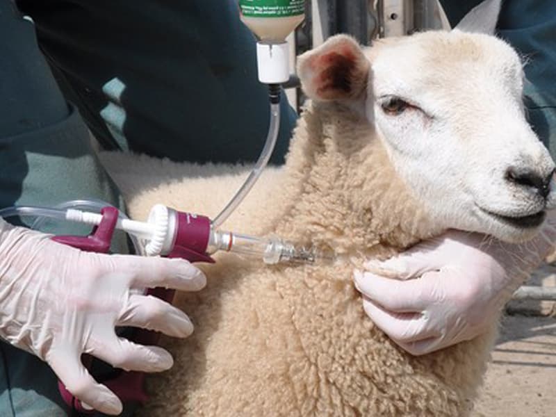 برنامه واکسیناسیون دام ها (گوسفند, بز, گوساله) از بدو تولد تا بلوغ دام