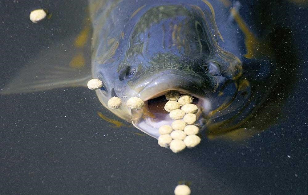 توجه به نوع ماهی پرورشی برای انتخاب تغذیه مناسب