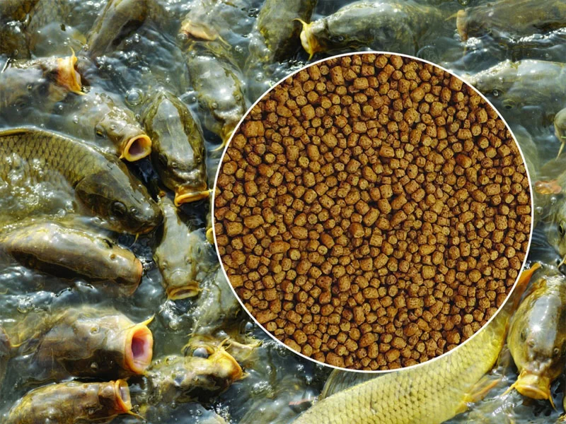 انواع مکمل غذای ماهی